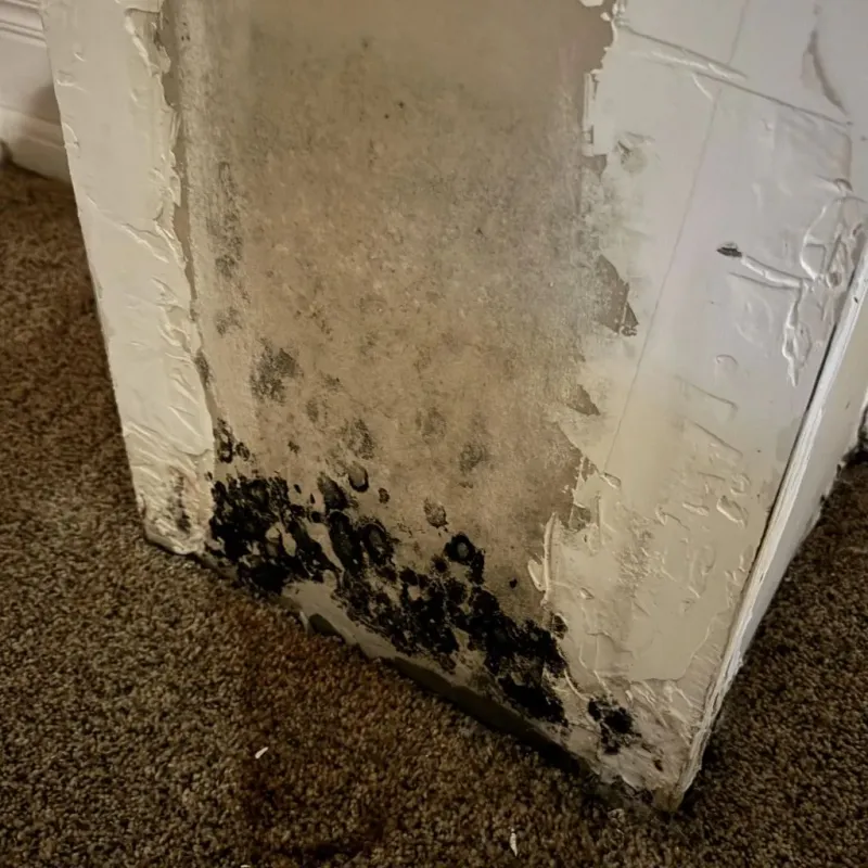 Professional Mold Removal in Reno, TX